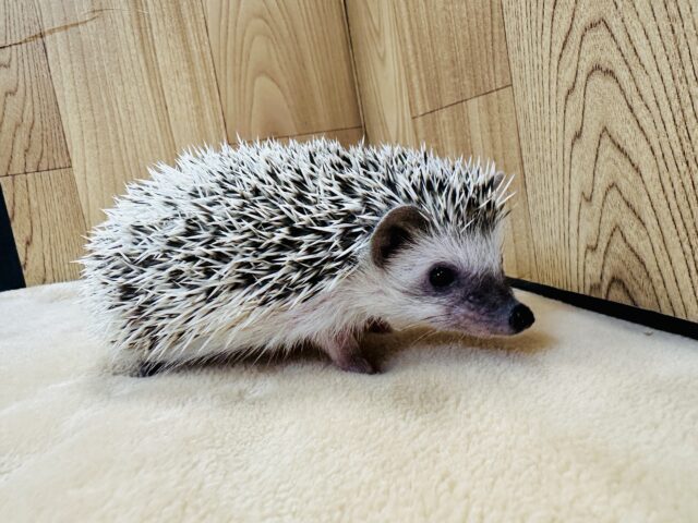 ハリネズミ