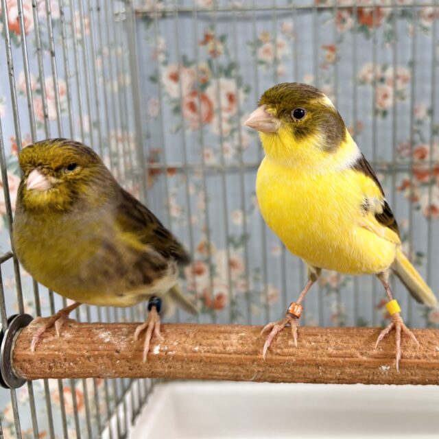 ローラーカナリア