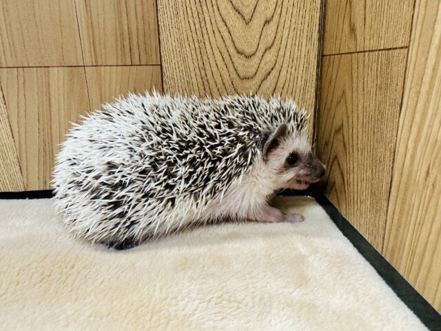 ハリネズミ