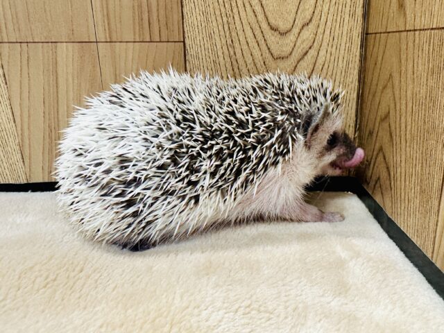 ハリネズミ