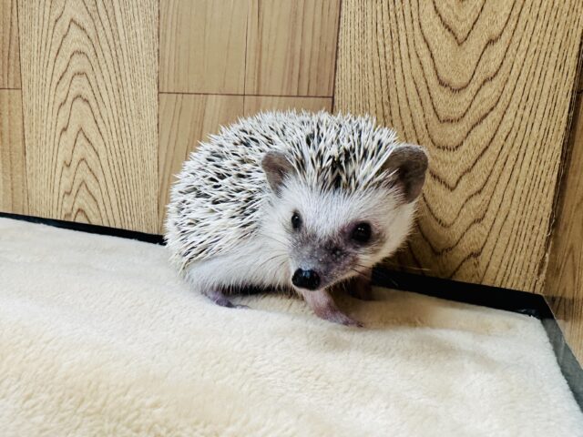 ハリネズミ
