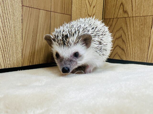 ハリネズミ