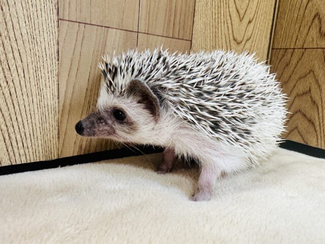 ハリネズミ