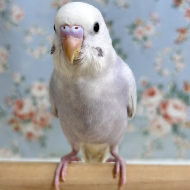 セキセイインコ ライラック 💜💐‎🤍