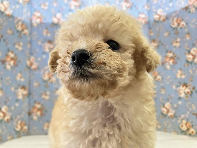 見た目はへなちょこ系！？でも実は…なトイプードル入舎しました！
