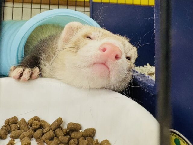 フェレット