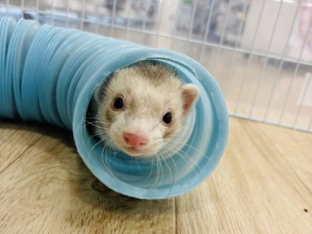 フェレット