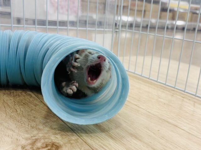 フェレット