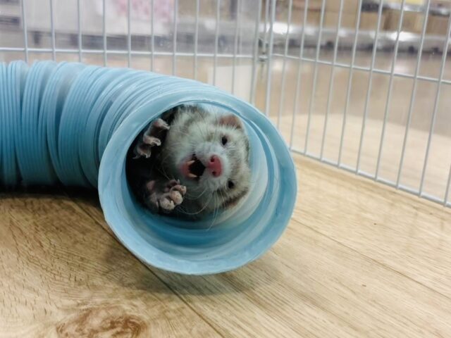 フェレット