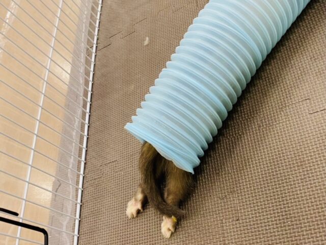 フェレット