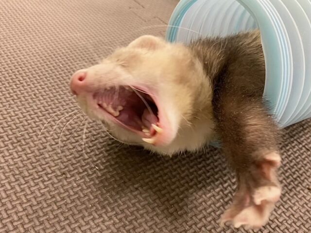 フェレット