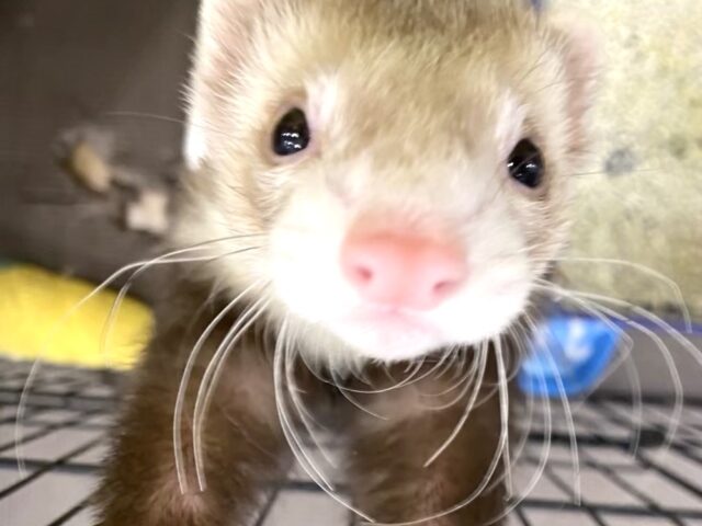 フェレット