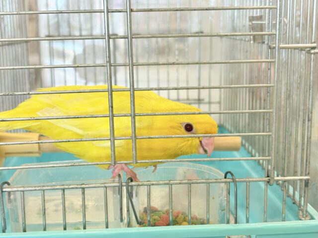 サザナミインコ