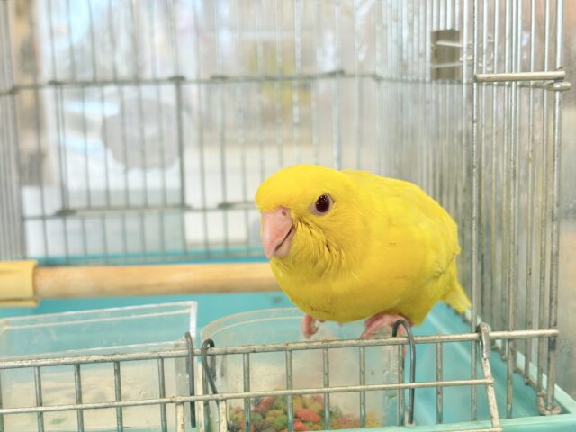 サザナミインコ