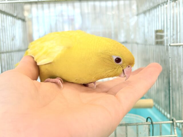 サザナミインコ