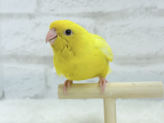 サザナミインコ