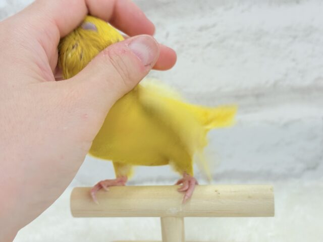 サザナミインコ