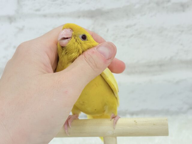サザナミインコ