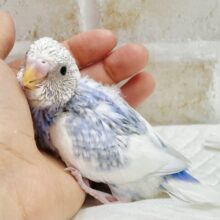 白多めさん🩵🤍セキセイインコ（ブルースパングルパイド）
