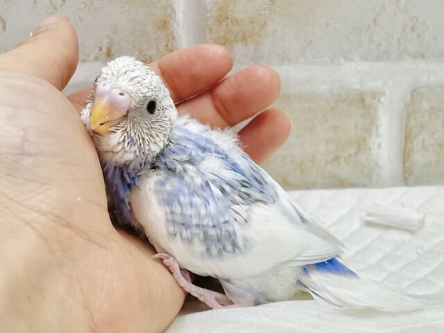 白多めさん🩵🤍セキセイインコ（ブルースパングルパイド）