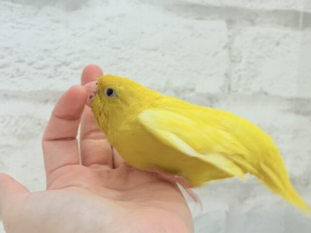 サザナミインコ