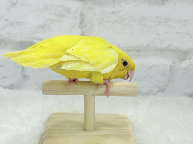 サザナミインコ