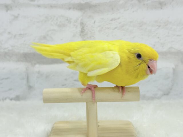サザナミインコ