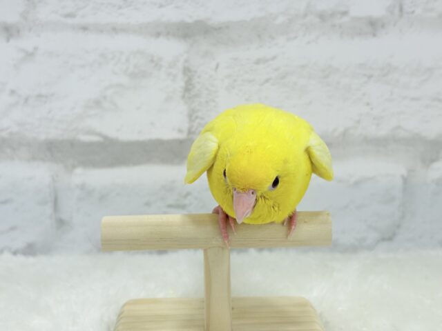 サザナミインコ