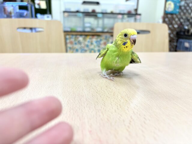 セキセイインコ