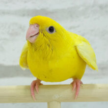 【最新画像・動画更新🪄】ピッカピカ💖ビビットカラー☀️サザナミインコ(ルチノー) ヒナ