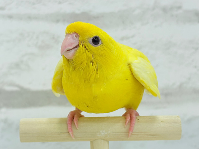 【最新画像・動画更新🪄】ピッカピカ💖ビビットカラー☀️サザナミインコ(ルチノー) ヒナ
