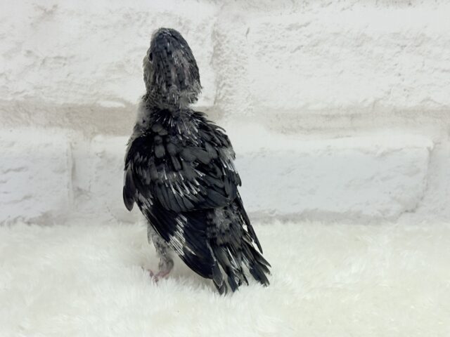 サザナミインコ