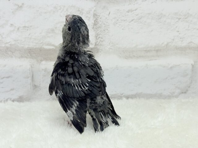 サザナミインコ