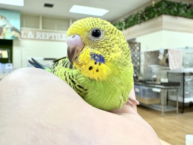 セキセイインコ