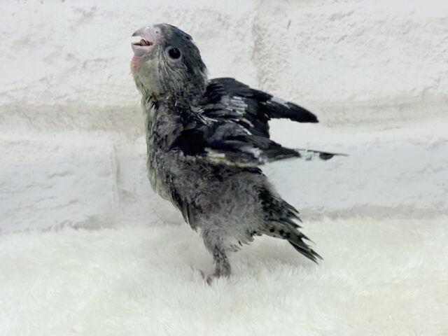 サザナミインコ