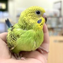 【最新画像更新🪄︎︎】元気いっぱい！わんぱくっ子のセキセイインコ❣️(オパーリン)(ヒナ)