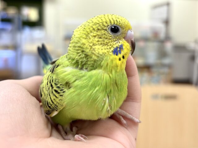 【最新画像更新🪄︎︎】元気いっぱい！わんぱくっ子のセキセイインコ❣️(オパーリン)(ヒナ)