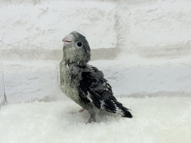 サザナミインコ