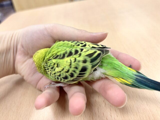 セキセイインコ