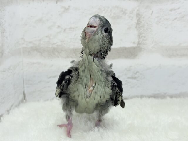 サザナミインコ