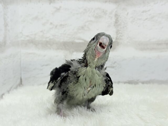 サザナミインコ