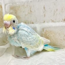 ふんわり癒しカラー🩵💛セキセイインコ（パステルレインボーパイド）