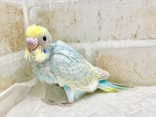ふんわり癒しカラー🩵💛セキセイインコ（パステルレインボーパイド）