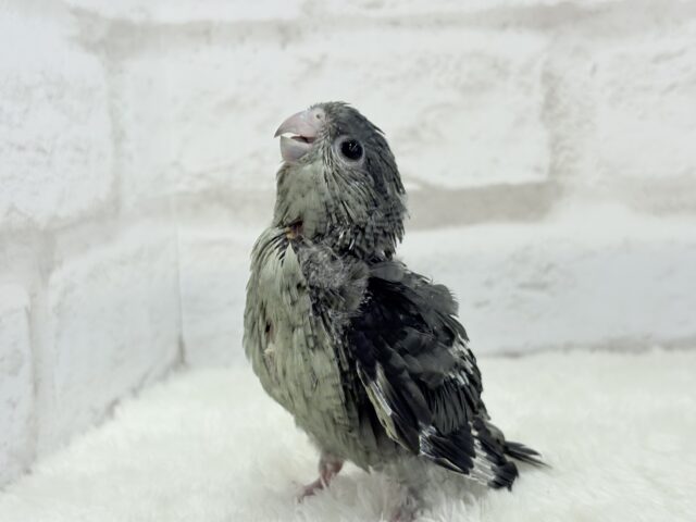サザナミインコ