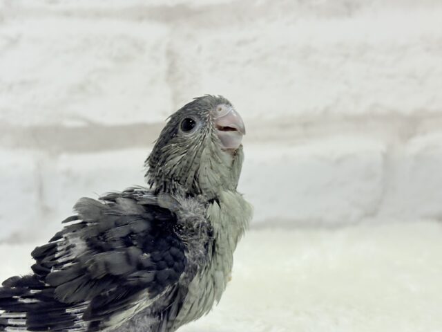 サザナミインコ