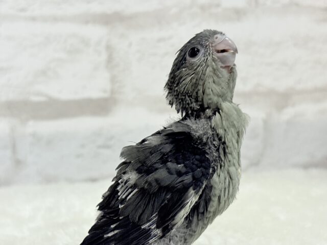 サザナミインコ