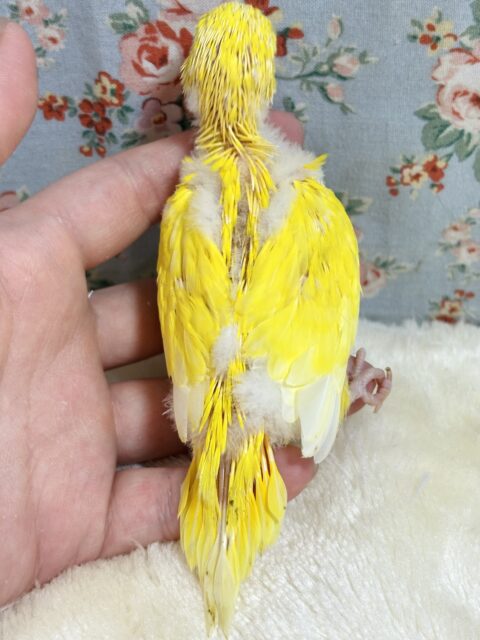 セキセイインコ