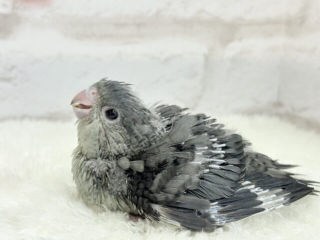 サザナミインコ