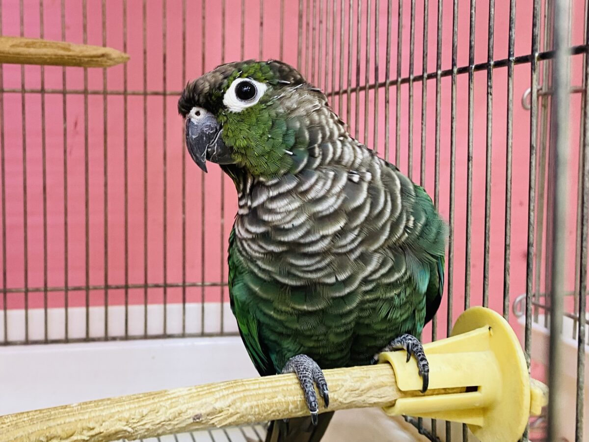 ホオミドリウロコインコ