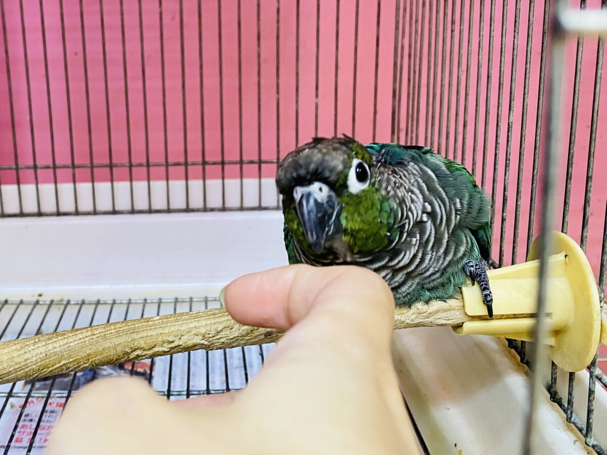 ホオミドリウロコインコ